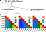 Comparative Analysis of Genome of Ehrlichia sp. HF, a Model Bacterium to Study Fatal Human Ehrlichiosis