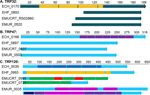 Comparative Analysis of Genome of Ehrlichia sp. HF, a Model Bacterium to Study Fatal Human Ehrlichiosis