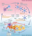 Decoding cancer's camouflage: epithelial-mesenchymal plasticity in resistance to immune checkpoint blockade