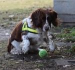 An introduction to animal learning for working dog users - CPNI
