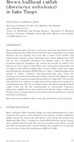 Brown bullhead catfish (Ameiurus nebulosus) in Lake Taupo