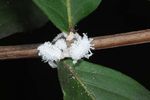 Crape Myrtle Bark Scale Identification and Control - Mississippi State ...