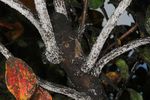 Crape Myrtle Bark Scale Identification and Control - Mississippi State ...