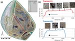 Effects of multi-scale heterogeneity on the simulated evolution of ice-rich permafrost lowlands under a warming climate