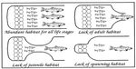 WESTCOUNTRY RIVERS TRUST ELECTROFISHING SURVEY REPORT - RIVER FOWEY, 2020 - Westcountry Rivers Trust Electrofishing Survey Report - River Fowey ...