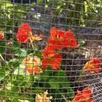 Garden Club of the Upper Keys Suzy Cushman, Master Gardener - January 19, 2021