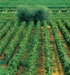 Full of flavours - Croatian Eno-Gastronomy - Don t fill your life with days, fill your days with life.