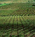 Full of flavours - Croatian Eno-Gastronomy - Don t fill your life with days, fill your days with life.