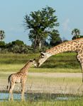 Experience the heart of Botswana's Okavango Delta - Great ...