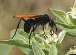 Asian Giant Hornet (Vespa mandarinia Smith) - Utah Pests