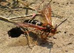 Asian Giant Hornet (Vespa mandarinia Smith) - Utah Pests