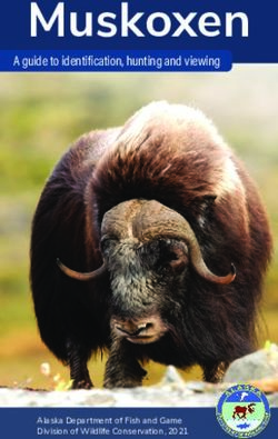 Muskoxen A guide to identification, hunting and viewing - Alaska Department of Fish and Game Division of Wildlife Conservation, 2021 - Alaska Fish ...