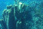 First report of Stony Coral Tissue Loss Disease in the Dominican Republic