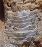 Decapod assemblage from the late Miocene (early-middle Messinian) of the Romagna Apennines nearby Brisighella, Emilia-Romagna (N Italy) - La ...