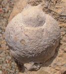 Decapod assemblage from the late Miocene (early-middle Messinian) of the Romagna Apennines nearby Brisighella, Emilia-Romagna (N Italy) - La ...