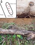 Habitat characteristics of two scorpion species, Liocheles australasiae (Fabricius, 1775) and Isometrus maculatus (De Geer, 1778)