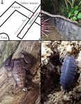 Habitat characteristics of two scorpion species, Liocheles australasiae (Fabricius, 1775) and Isometrus maculatus (De Geer, 1778)