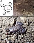 Habitat characteristics of two scorpion species, Liocheles australasiae (Fabricius, 1775) and Isometrus maculatus (De Geer, 1778)