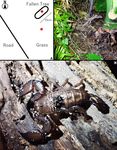 Habitat characteristics of two scorpion species, Liocheles australasiae (Fabricius, 1775) and Isometrus maculatus (De Geer, 1778)