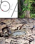 Habitat characteristics of two scorpion species, Liocheles australasiae (Fabricius, 1775) and Isometrus maculatus (De Geer, 1778)
