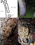 Habitat characteristics of two scorpion species, Liocheles australasiae (Fabricius, 1775) and Isometrus maculatus (De Geer, 1778)