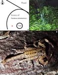 Habitat characteristics of two scorpion species, Liocheles australasiae (Fabricius, 1775) and Isometrus maculatus (De Geer, 1778)
