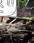 Habitat characteristics of two scorpion species, Liocheles australasiae (Fabricius, 1775) and Isometrus maculatus (De Geer, 1778)