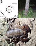 Habitat characteristics of two scorpion species, Liocheles australasiae (Fabricius, 1775) and Isometrus maculatus (De Geer, 1778)