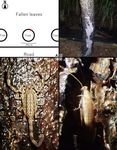 Habitat characteristics of two scorpion species, Liocheles australasiae (Fabricius, 1775) and Isometrus maculatus (De Geer, 1778)