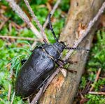 The State of Britain's Stag Beetles 2018 - People's Trust for ...