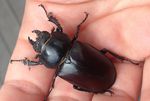 The State of Britain's Stag Beetles 2018 - People's Trust for ...