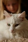 The Link: Interpersonal Violence and Abuse and Animal Safekeeping