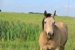 The Link: Interpersonal Violence and Abuse and Animal Safekeeping