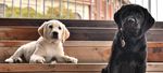 PUPPY RAISING & BOARDING - Guide Dogs Tasmania