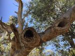 PROPOSAL FOR IMPROVEMENTS TO THE POLICY AND MANAGEMENT OF SQUIRREL GLIDER HABITATS IN ALBURY