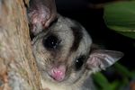 PROPOSAL FOR IMPROVEMENTS TO THE POLICY AND MANAGEMENT OF SQUIRREL GLIDER HABITATS IN ALBURY