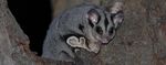 PROPOSAL FOR IMPROVEMENTS TO THE POLICY AND MANAGEMENT OF SQUIRREL GLIDER HABITATS IN ALBURY
