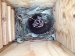 PROPOSAL FOR IMPROVEMENTS TO THE POLICY AND MANAGEMENT OF SQUIRREL GLIDER HABITATS IN ALBURY