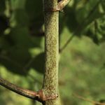 Japanese knotweed Public information on invasive species in Wales - GOV.WALES