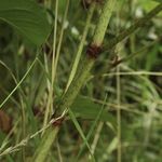 Japanese knotweed Public information on invasive species in Wales - GOV.WALES