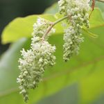 Japanese knotweed Public information on invasive species in Wales - GOV.WALES