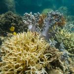 Integrated Coral Reef Citizen Science Program - Project Update April 2020 - Reef Ecologic