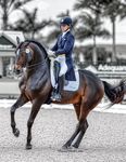 2018 Catalog - World Equestrian Brands