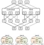 Comparative Transcriptomics of Root Development in Wild and Cultivated Carrots - MDPI