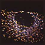 High-speed multiplane structured illumination microscopy of living cells using an image-splitting prism - Uni Bielefeld