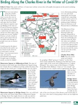 Birding Along the Charles River in the Winter of Covid-19