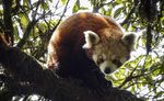 Red Pandas, Rhinos & Tigers - Naturalist Journeys