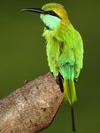 Sri Lanka Endemic Birds & Big Game - 19th to 29th November 2020 (11 days) - Rockjumper Birding