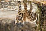 Ultimate Tigers Bandhavgarh National Park, India