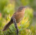 South Africa Kruger Park Bird & Wildlife Challenge 2019 - Western Cape Extension - Rockjumper Birding Tours